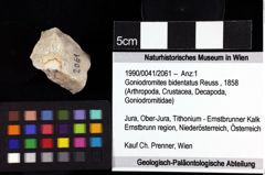 Foto (Objket + Etiketten) von Goniodromites bidentatus (Reuss, 1858) 